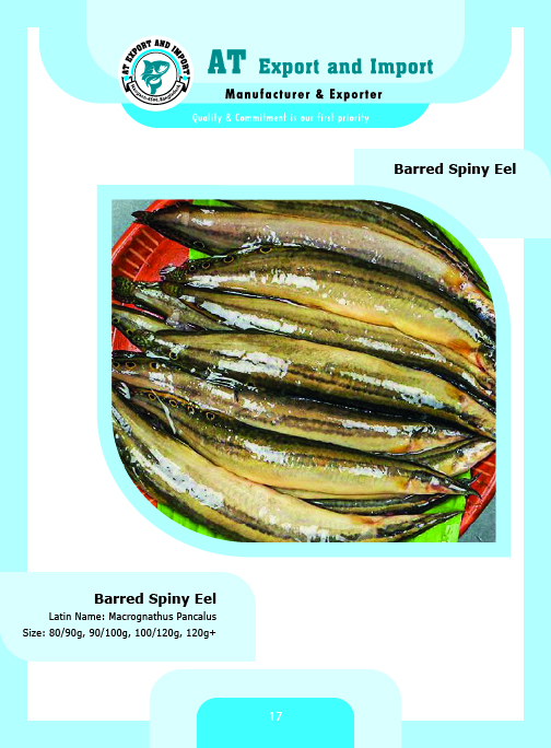 Barred Spiny Eel